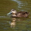 Kachna prouzkovana - Anas superciliosa - Pacific Black Duck o9487